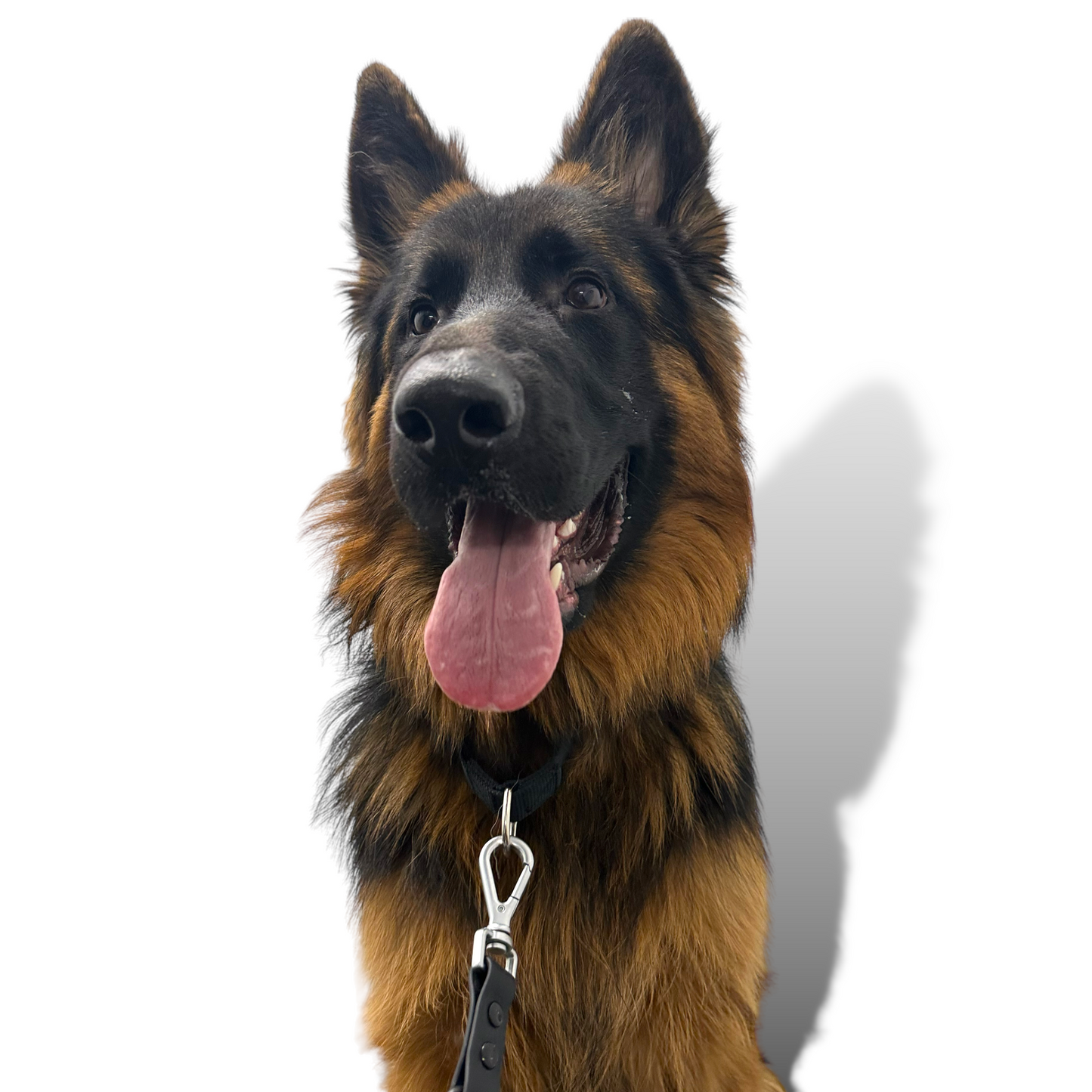 Martingale Dog Collar - Purrfect Pet Kingdom