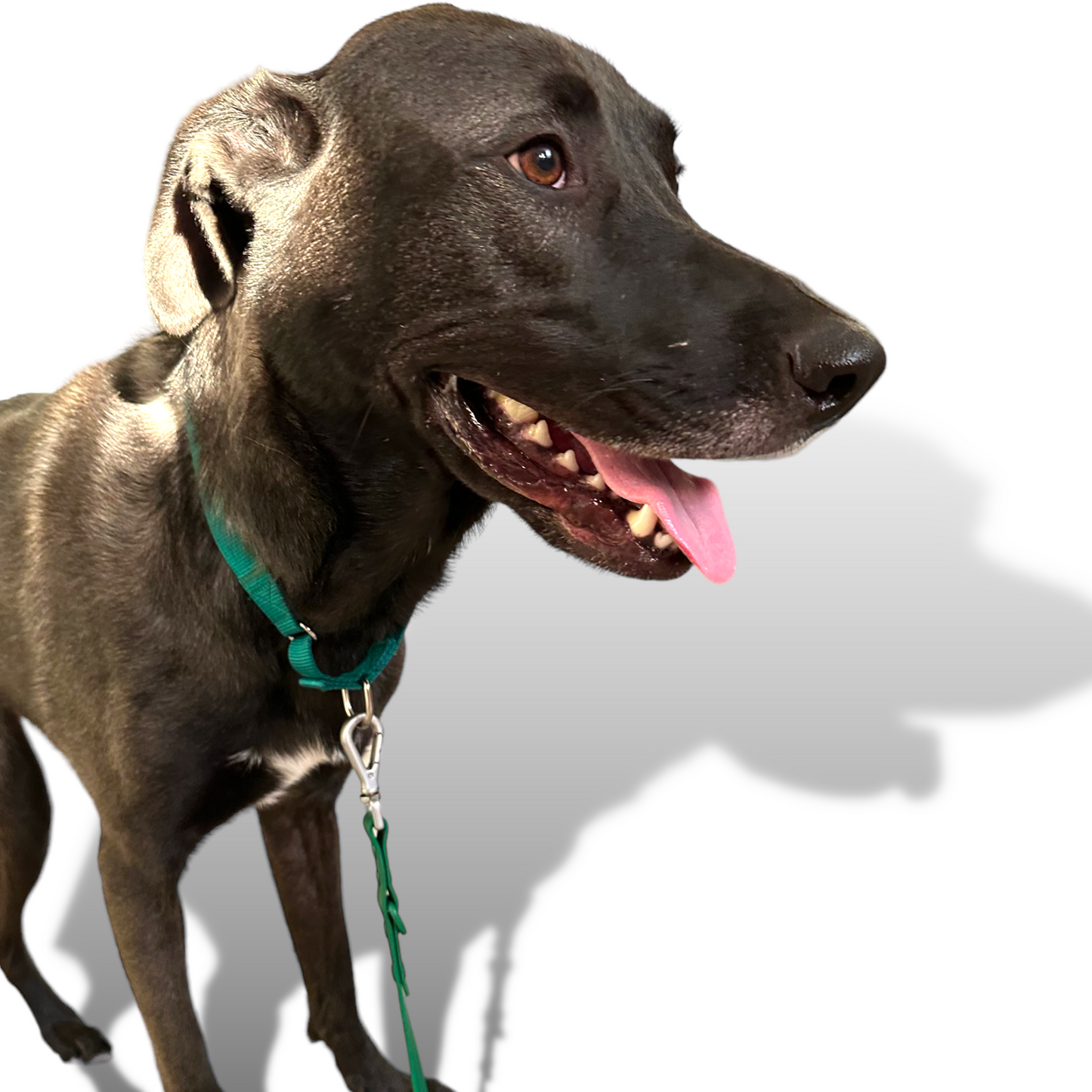 Martingale Dog Collar - Purrfect Pet Kingdom