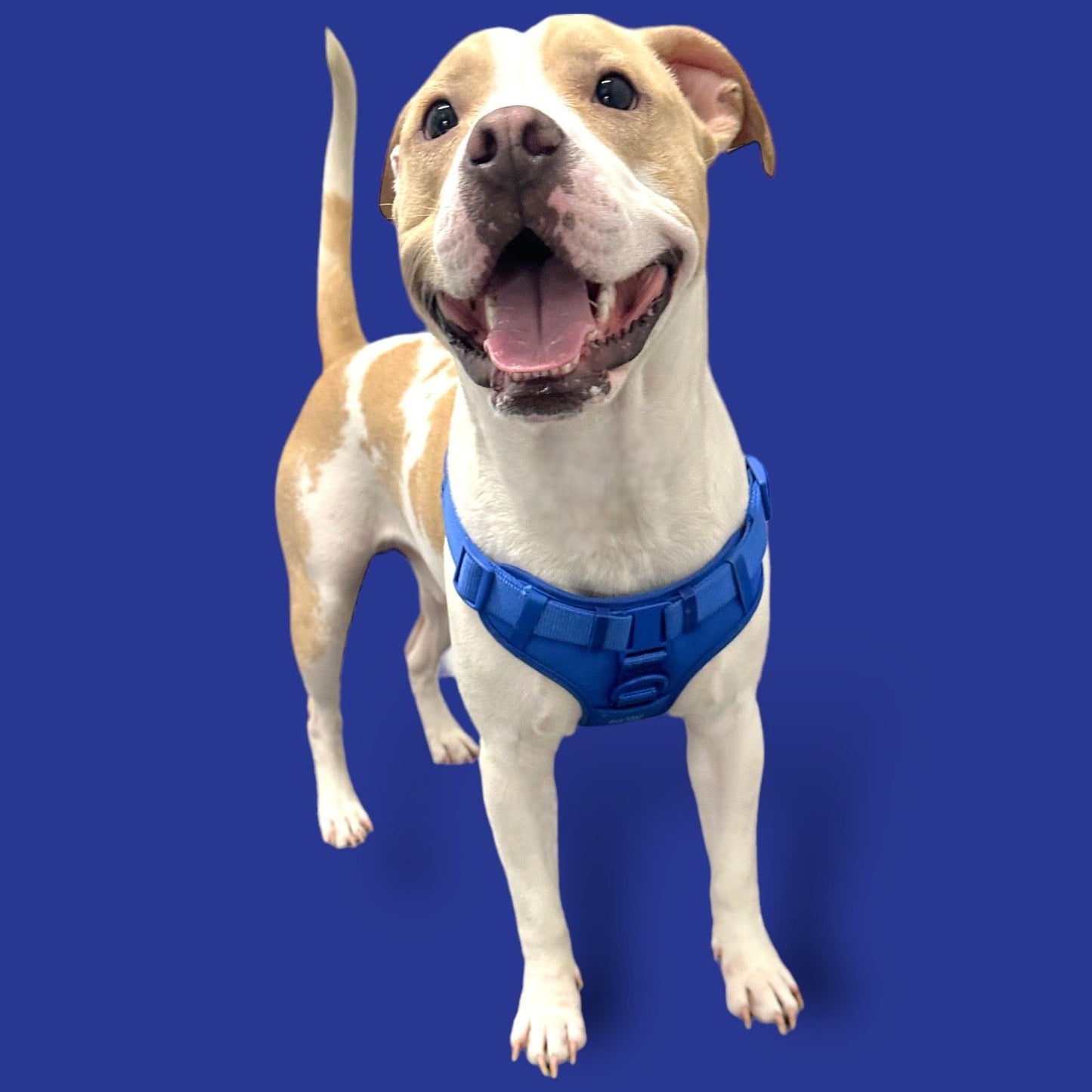 Step In Dog Harness - Dog Harness - Come Here Buddy