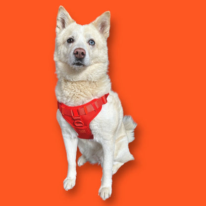 Step In Dog Harness - Dog Harness - Come Here Buddy