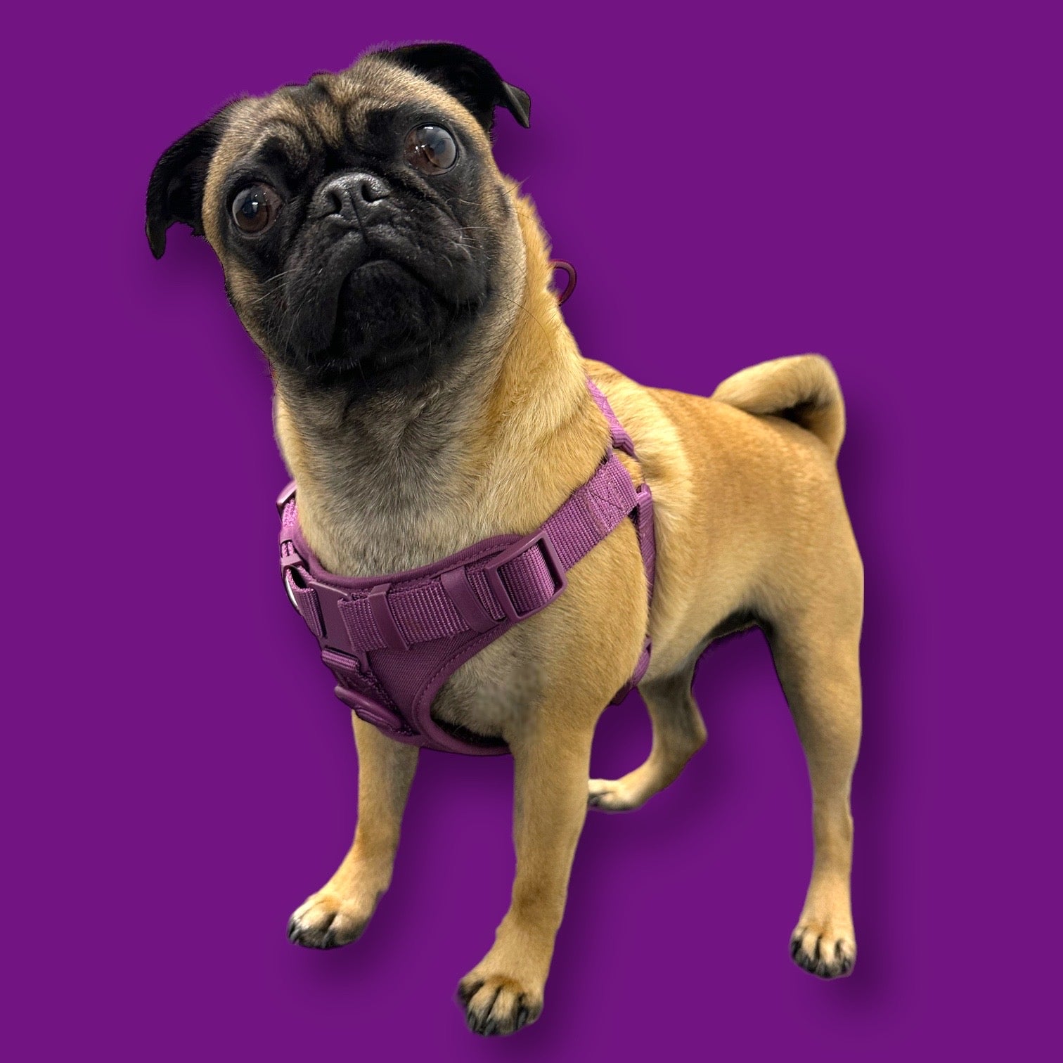 Step In Dog Harness - Dog Harness - Come Here Buddy