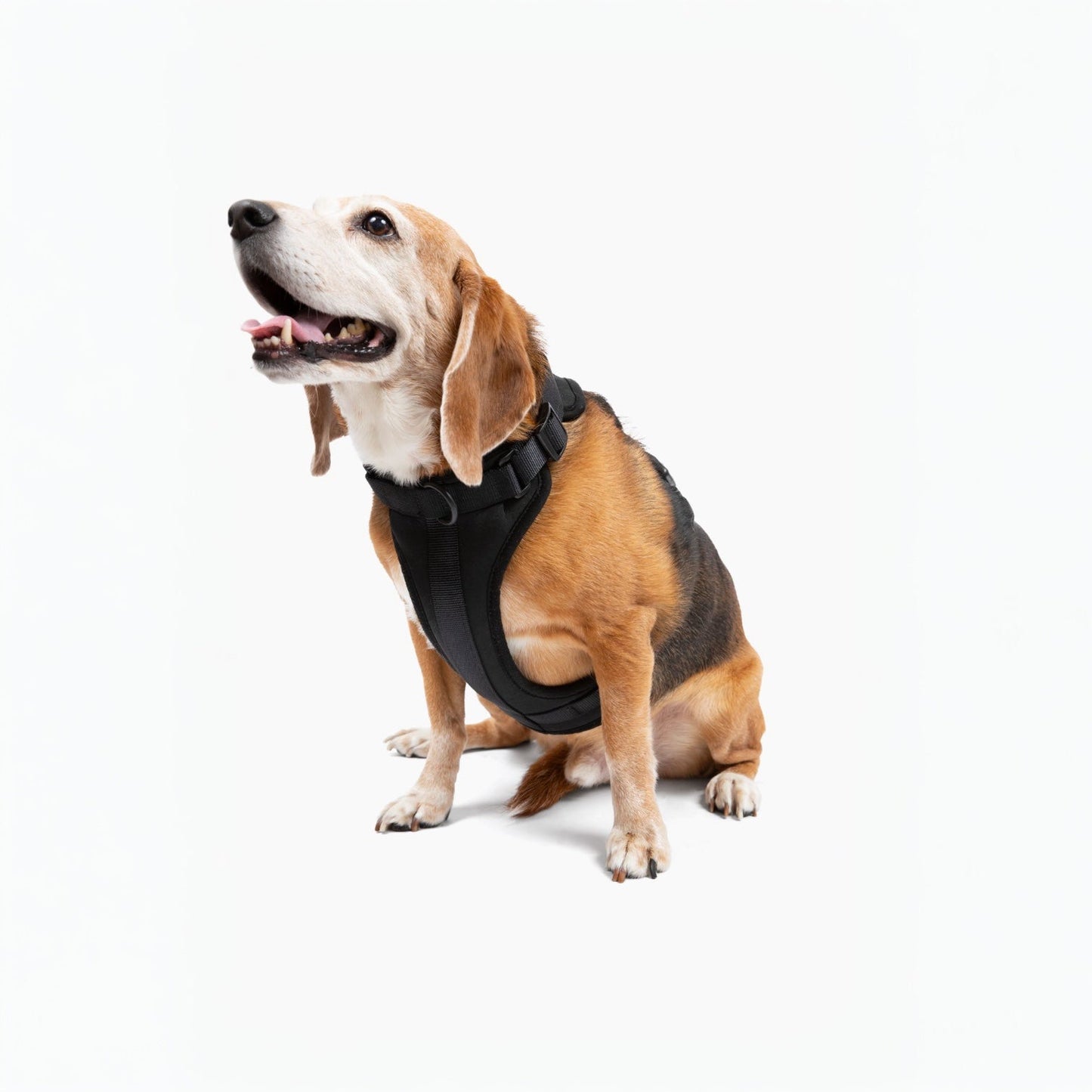 Harness - Pet Collars & Harnesses - Come Here Buddy