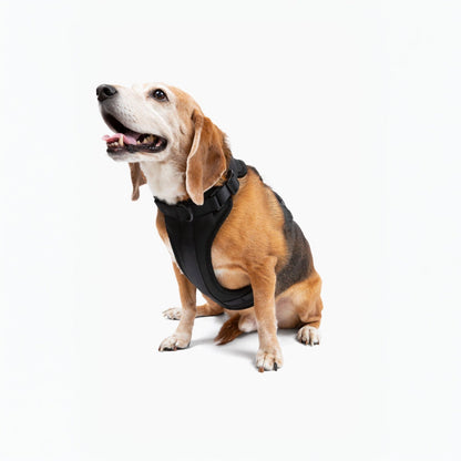 Harness - Pet Collars & Harnesses - Come Here Buddy