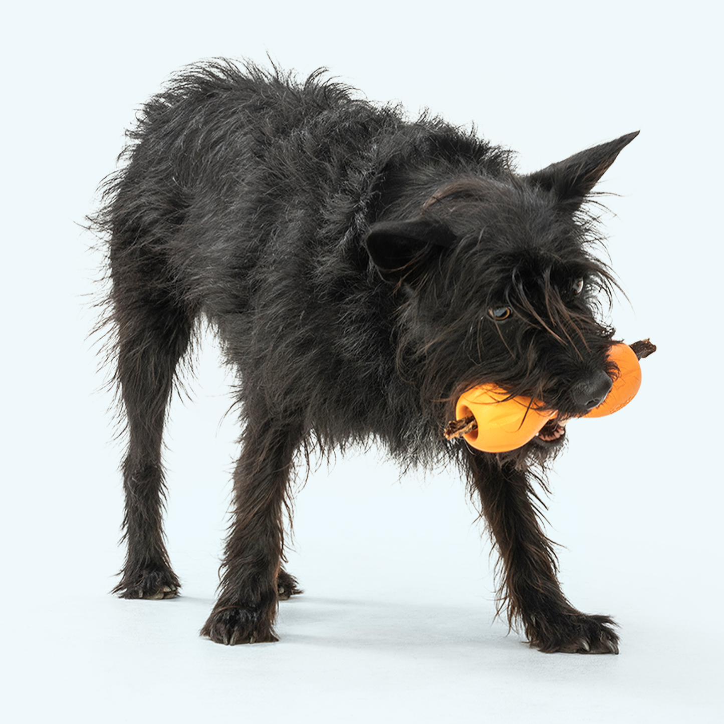Qwizl toy | Purrfect Pet Kingdom