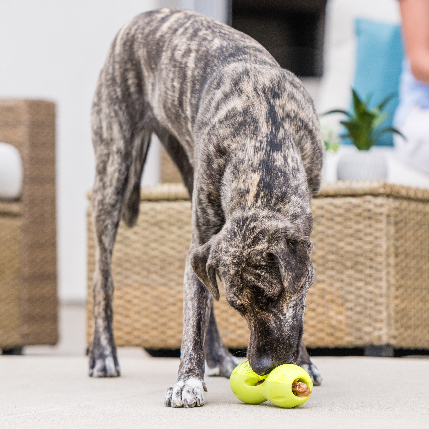 Qwizl toy | Purrfect Pet Kingdom