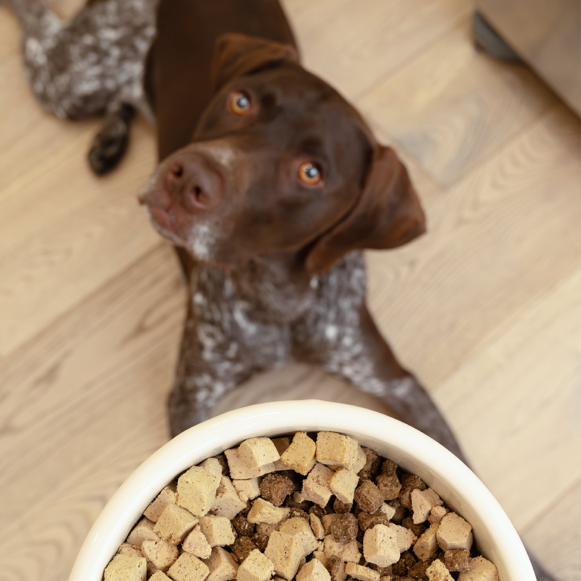 Dog Food Food Chicken Food Topper for for Daily Use Essentia - size and texture image for dog food