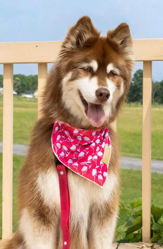 Red Mountain Syrah Dog Bandana - Purrfect Pet Kingdom