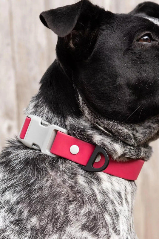 Red Mountain Syrah Waterproof Dog Collar - Dog Collar - Aria the Fox