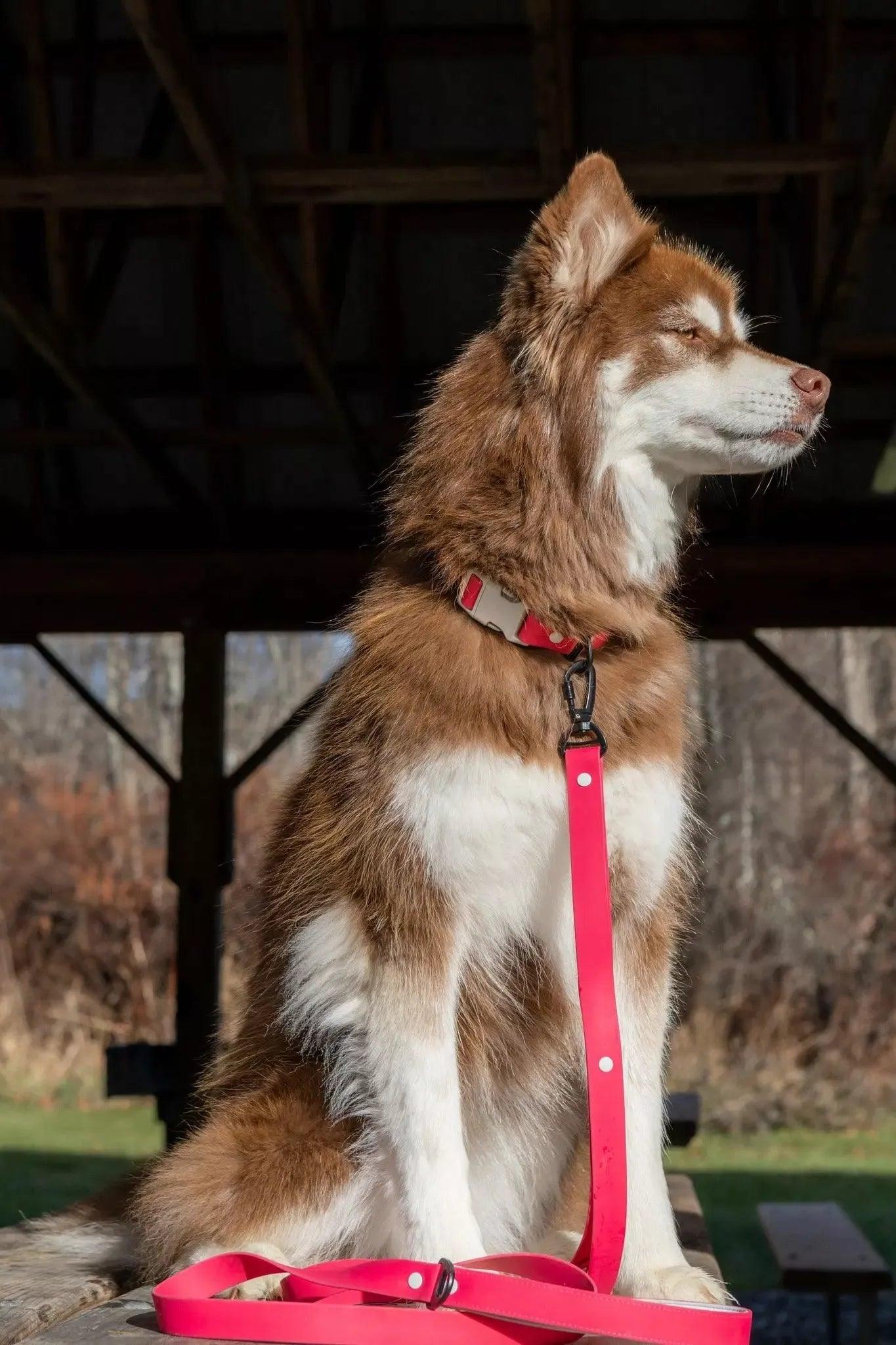 Red Mountain Syrah Waterproof Dog Collar - Dog Collar - Aria the Fox