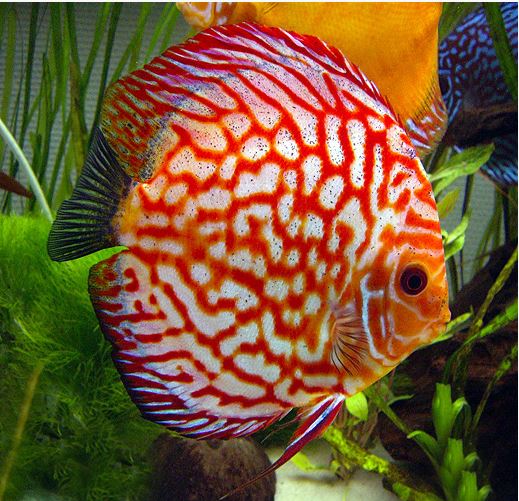 Red Pigeon Blood Discus Tropical Fish