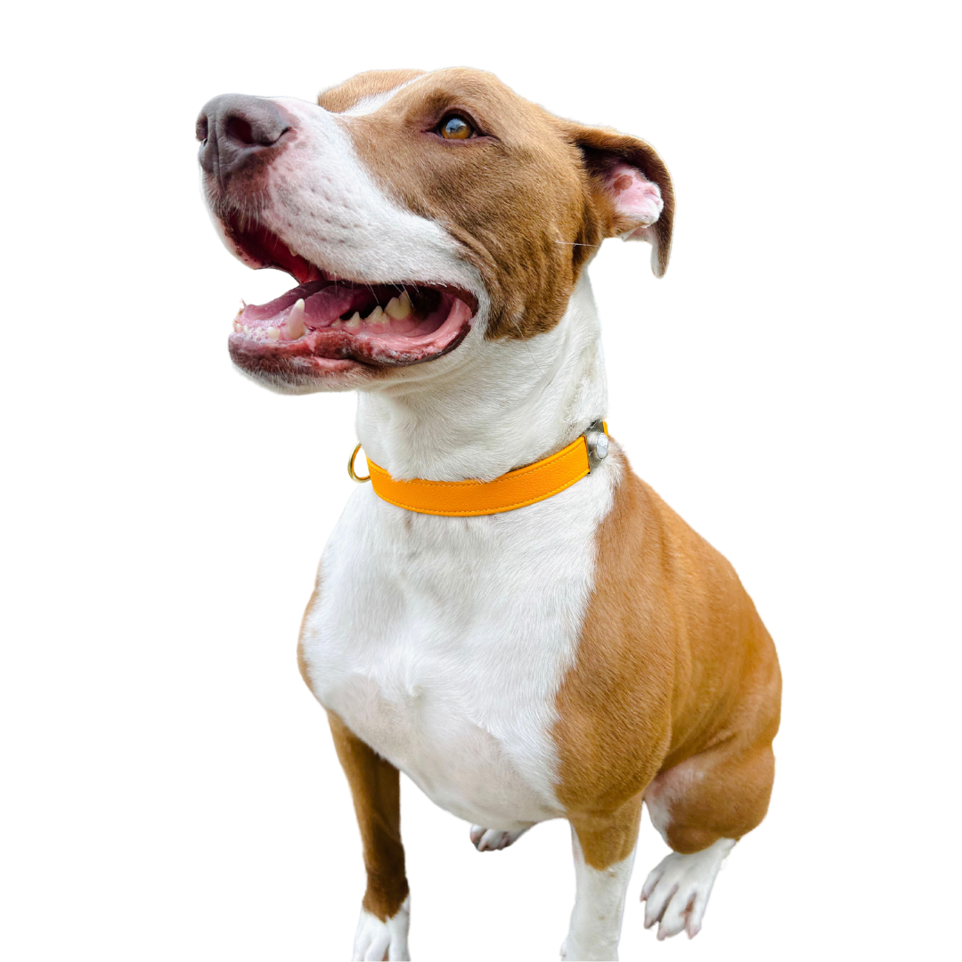 Sunflower Cactus Collar - Purrfect Pet Kingdom