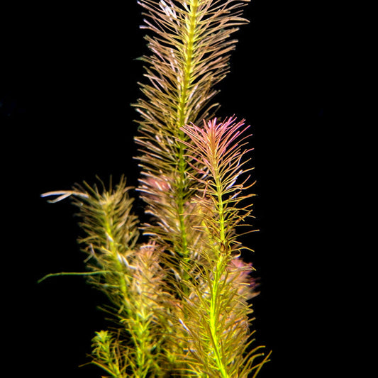 Rotala Wallichii