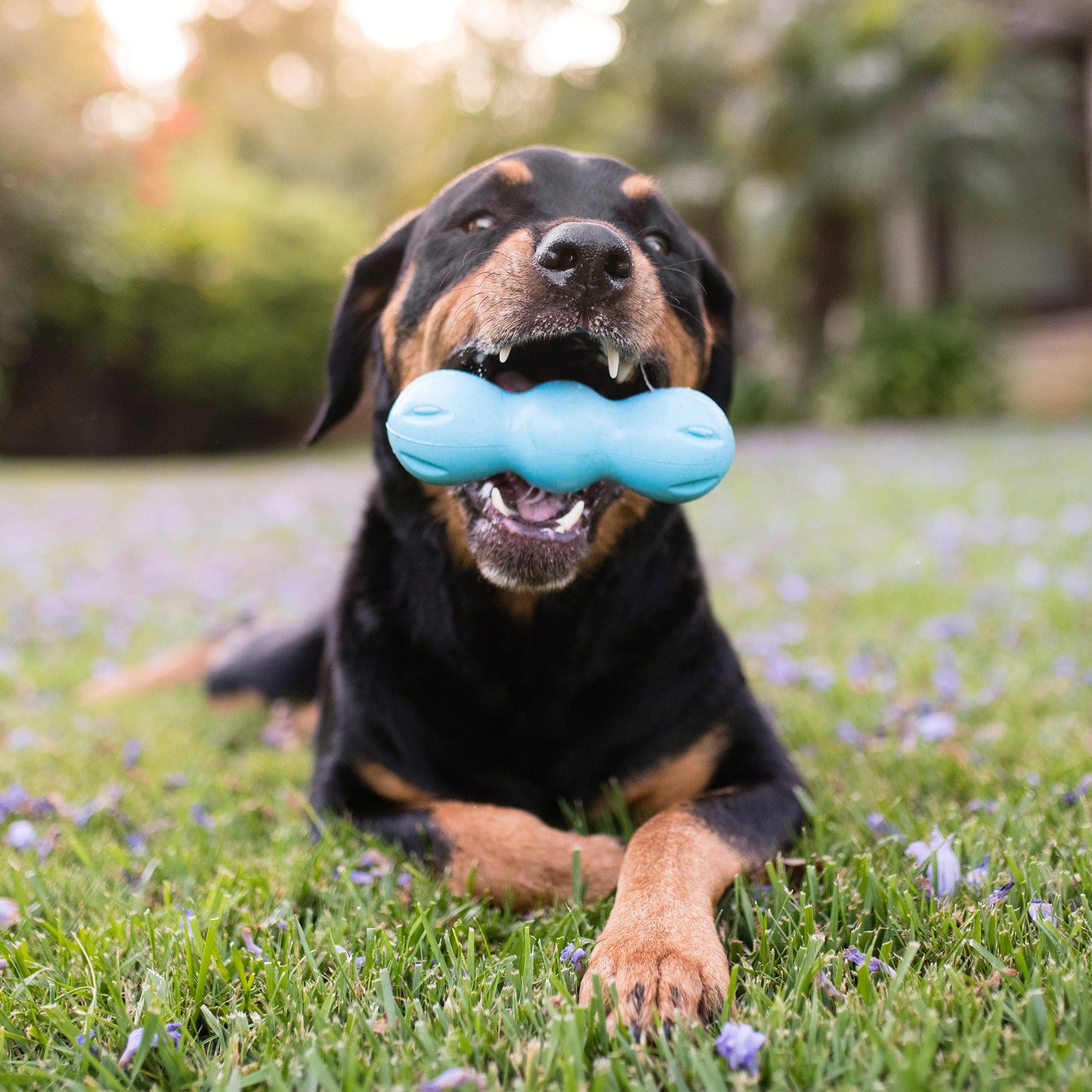 Pet Toy Toy Rumpus for for Daily Use for Comfort Essential - size and texture image for pet toy