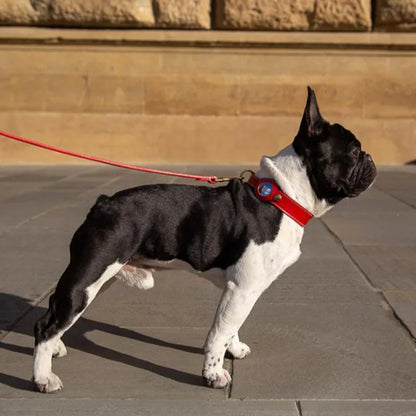Premium Leather Dog Collar with AirTag Holder - Anti-Lost Pet Tracking