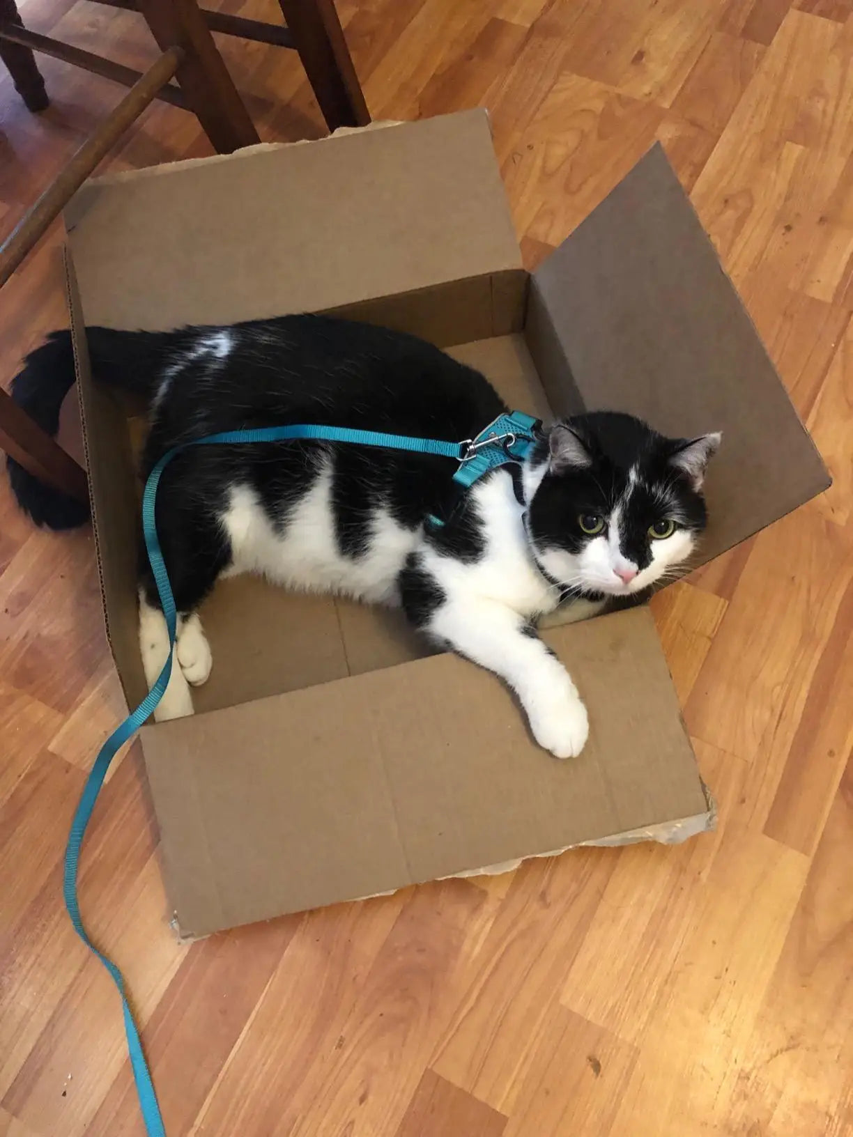 Escape-Proof Cat Harness & Leash Set - Purrfect Pet Kingdom