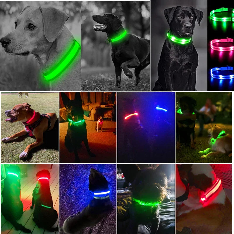 USB Rechargeable LED Glowing Dog Collar – Adjustable Night Safety - WTN Essentials