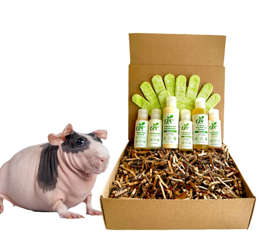 4 - HAIRLESS PETS *SKINNYPIG REGULAR KIT - 4 Nudie Pets - ReNewedPet