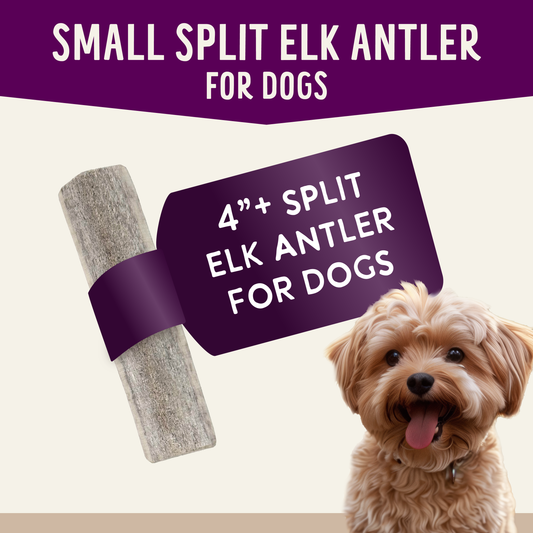 Natural Elk Antlers - Whole