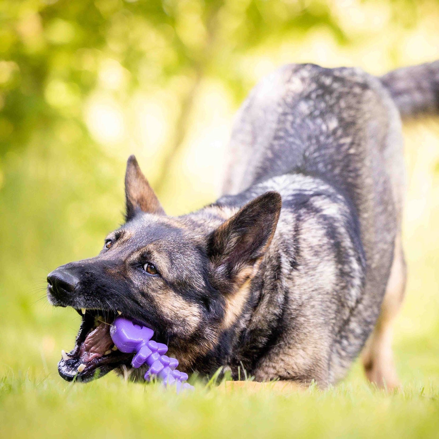 Fish Bone Nylon toy for Aggressive Chewers | USA Made