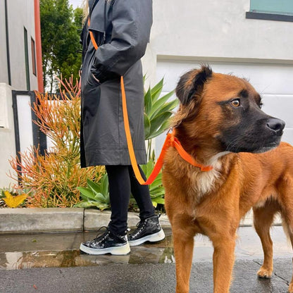 Dog Collar Waterproof PVC All Weather 🦮