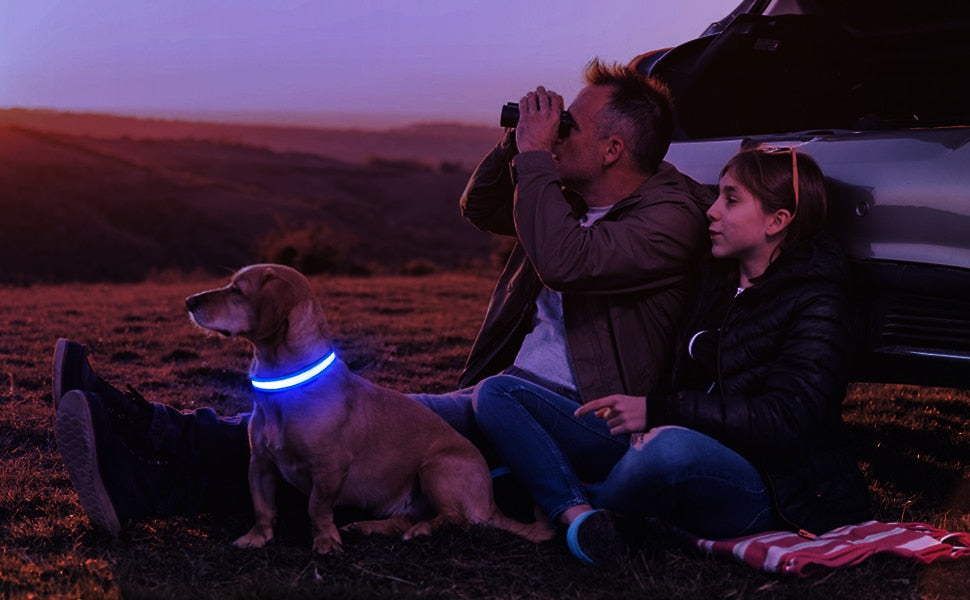 LED Waterproof Safety Dog Collar 💡