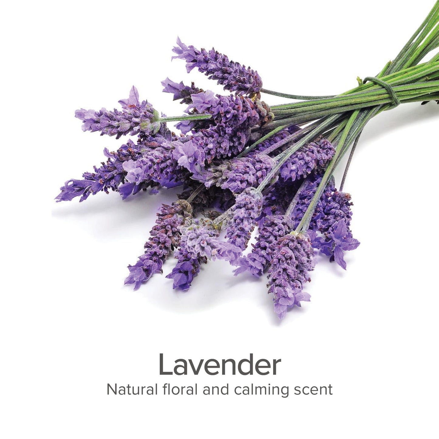 Lavender Dog Detangling Spray for Silky Coats and Calm Pets