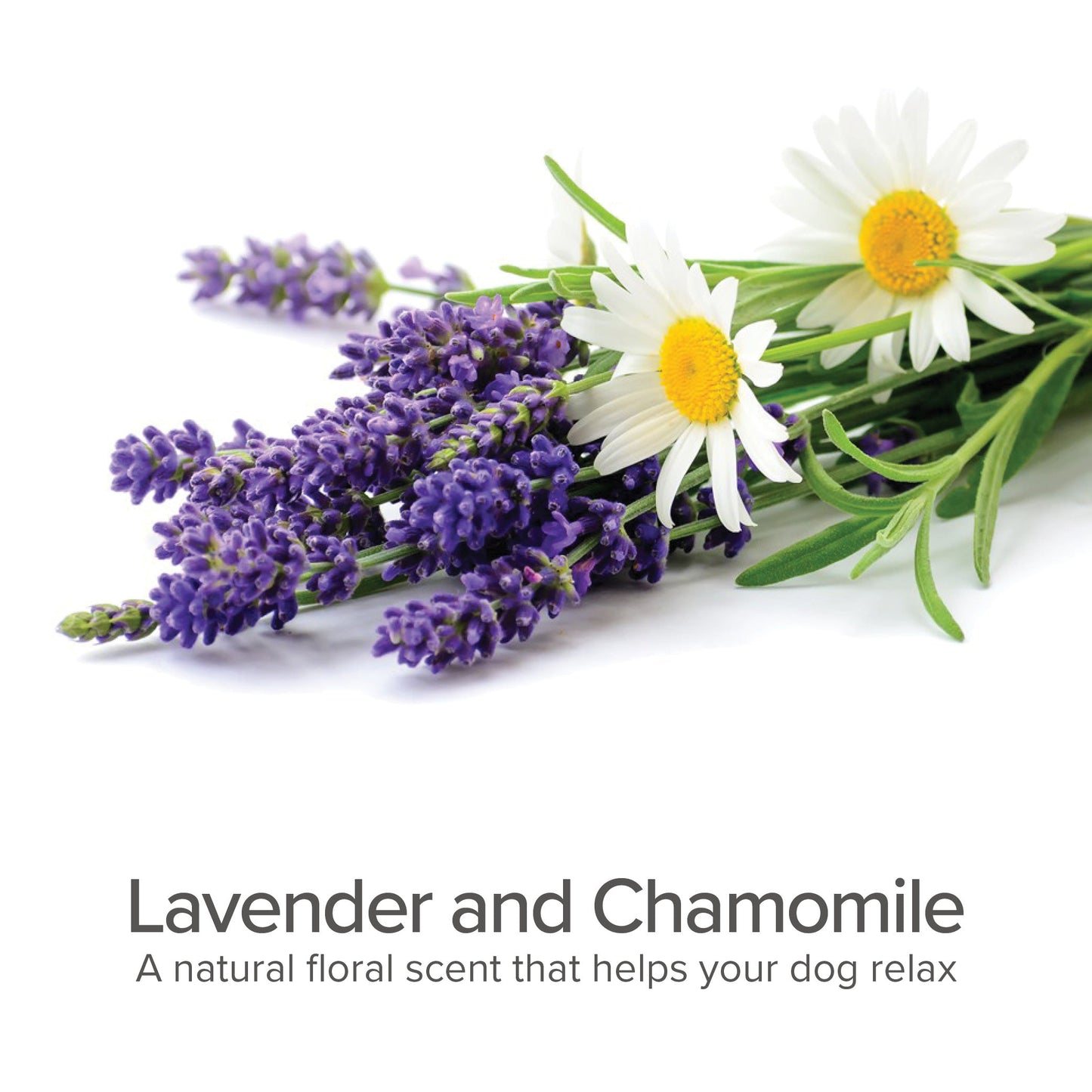 Lavender 4-in-1 Dog Shampoo and Conditioner for Soft Coats