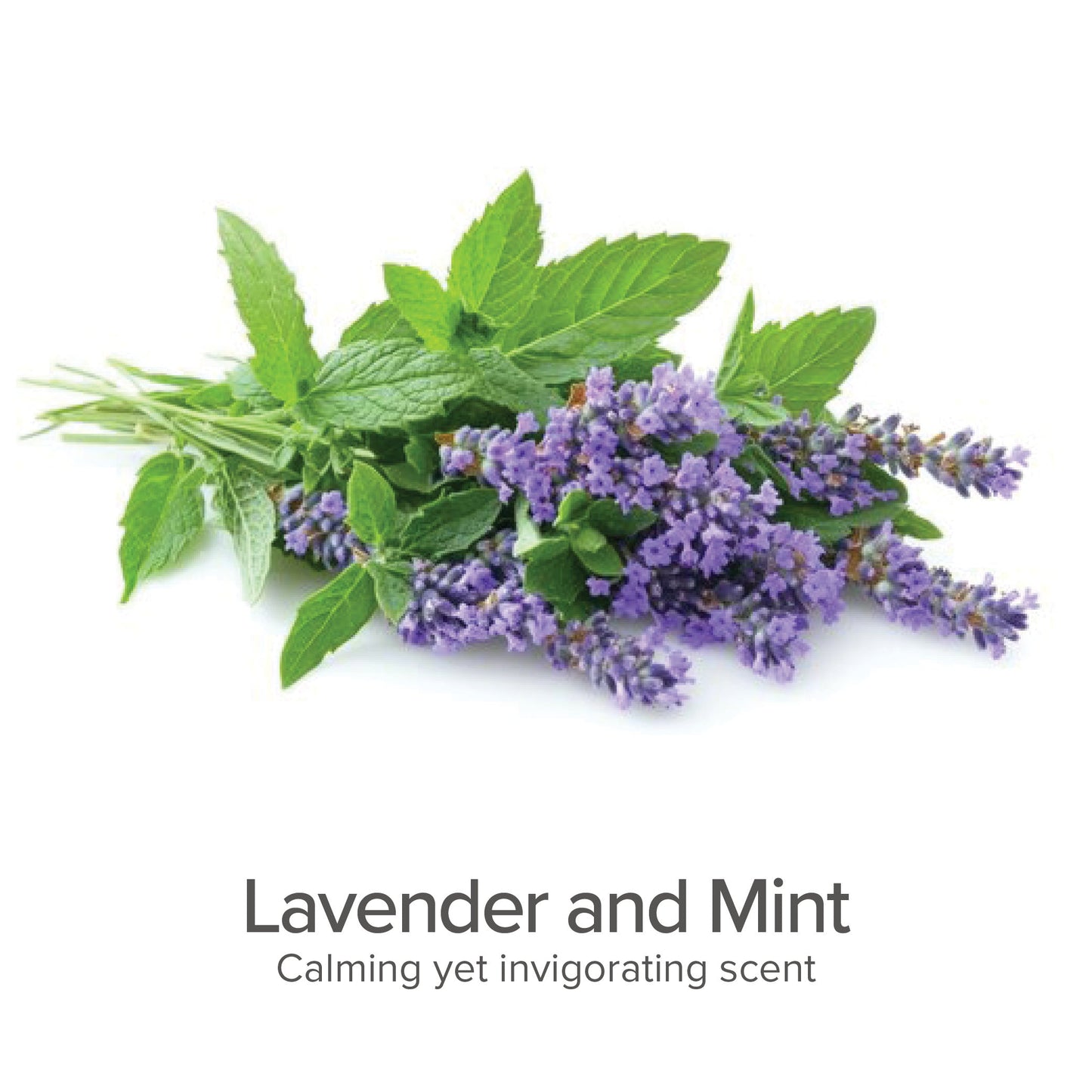 Purple lavender and green mint leaves. Text: Lavender and Mint, Calming yet invigorating scent.