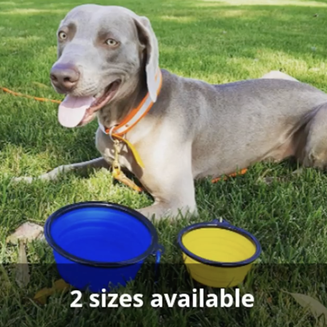 Pet Feeding Supplies 2 Pak XL 34oz Collapsible Travel Bowls