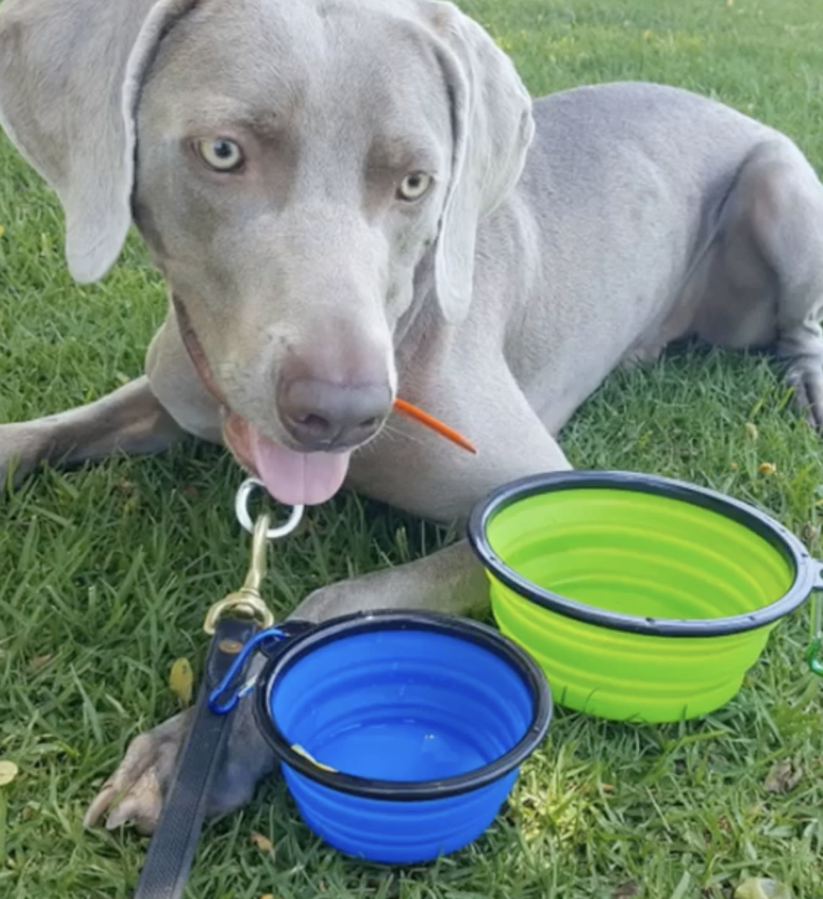 Pet Feeding Supplies 2 Pak XL 34oz Collapsible Travel Bowls
