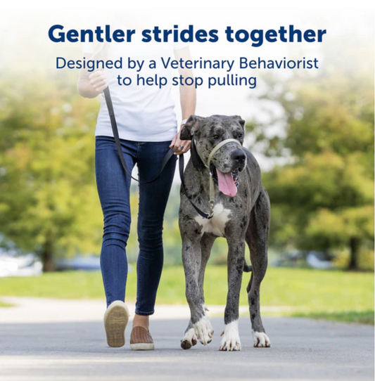 Dog Collar Adjustable Everyday Wear Premium Small Comfort - detail view