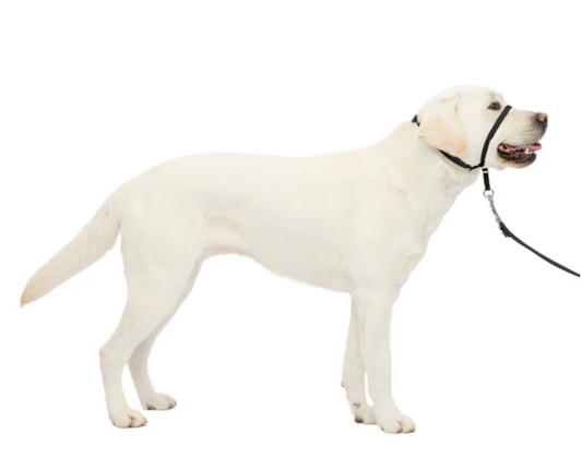 Petsafe Gentle Leader Headcollar No Pull Dog Collar 92645 - main product image