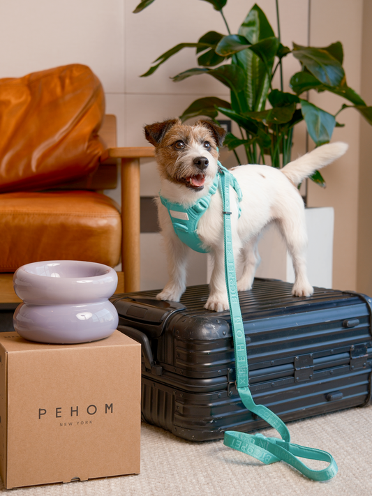 Mint Green Padded Dog Leash for Comfortable Daily Adventures