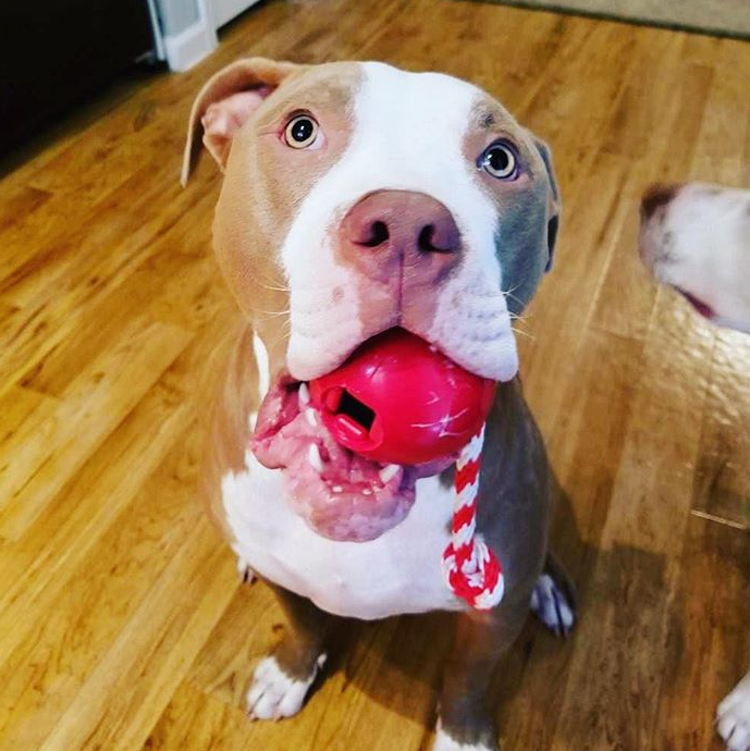 USA-K9 Cherry Bomb Rubber Dog Chew Toy | K9 Handler Reward Toy