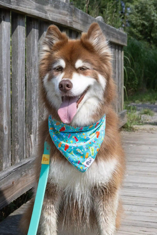 Seaside Sips Dog Bandana - Purrfect Pet Kingdom