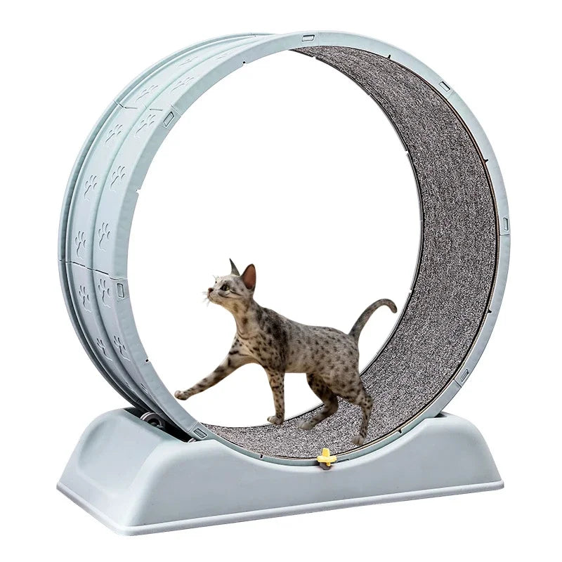 Silent Cat Exercise Wheel - Tail chasers