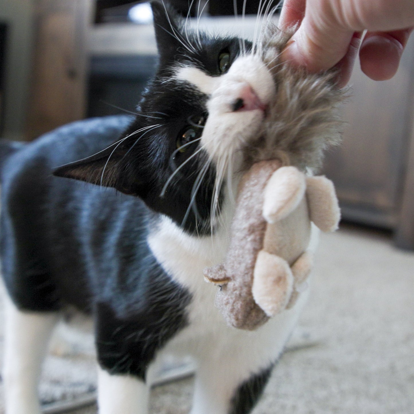 Interactive Plush Wee Fellar Squirrel Toy for Active Cats