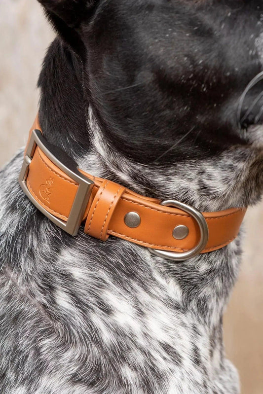Sierra Sunrise Vegan Leather Dog Collar - Leather Dog Collar - Aria the Fox