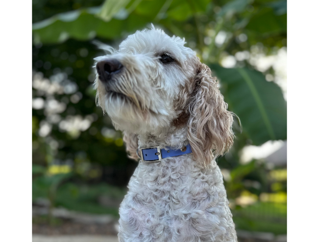 Fishtail Hand Braided Dog Collar in Lavender & Smoke