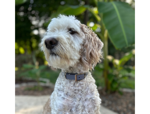 Fishtail Hand Braided Dog Collar in Graphite & Smoke