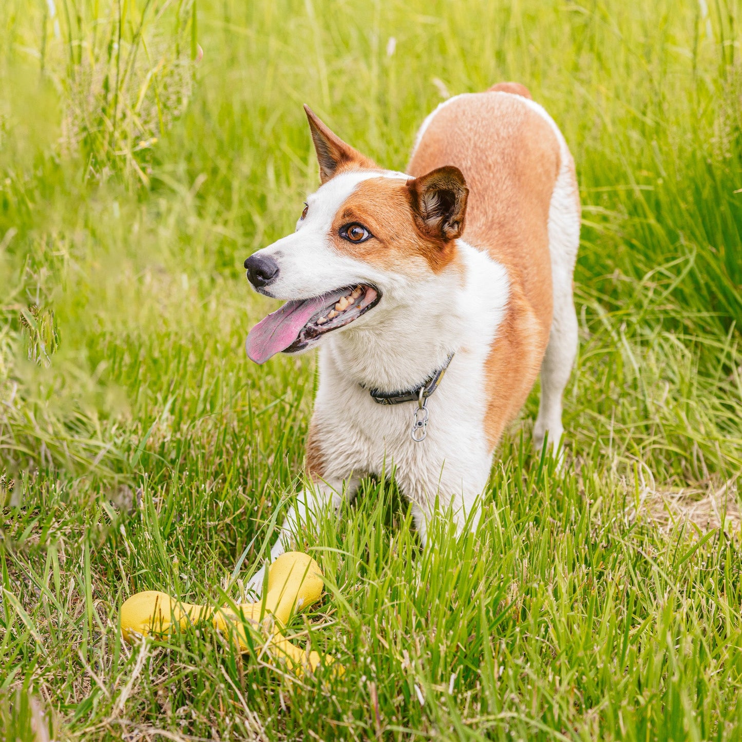 Pet Toy Toy Skamp for for Daily Use for Comfort for Pet Care - close up product image for pet toy