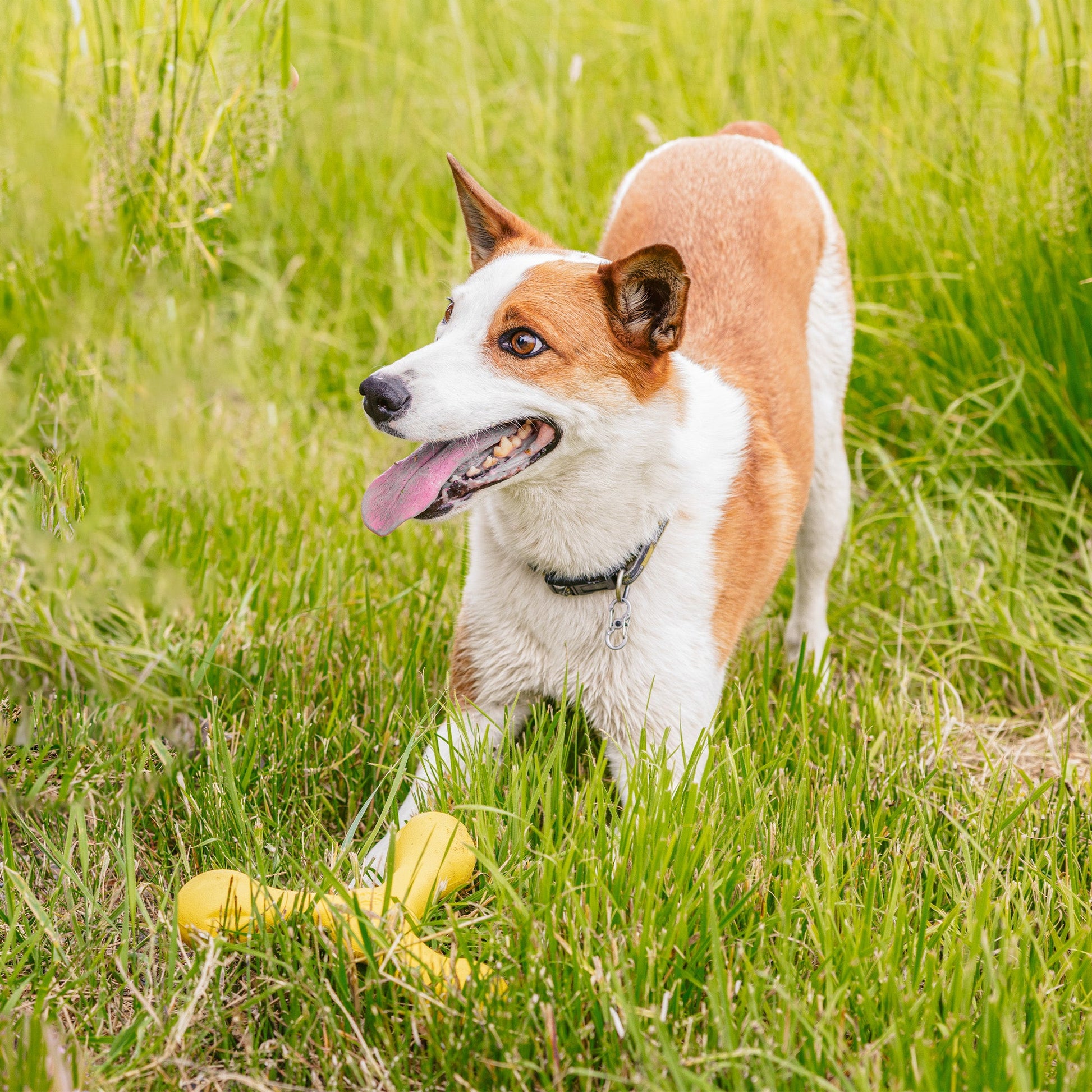 Pet Toy Toy Skamp for for Daily Use for Comfort for Pet Care - close up product image for pet toy