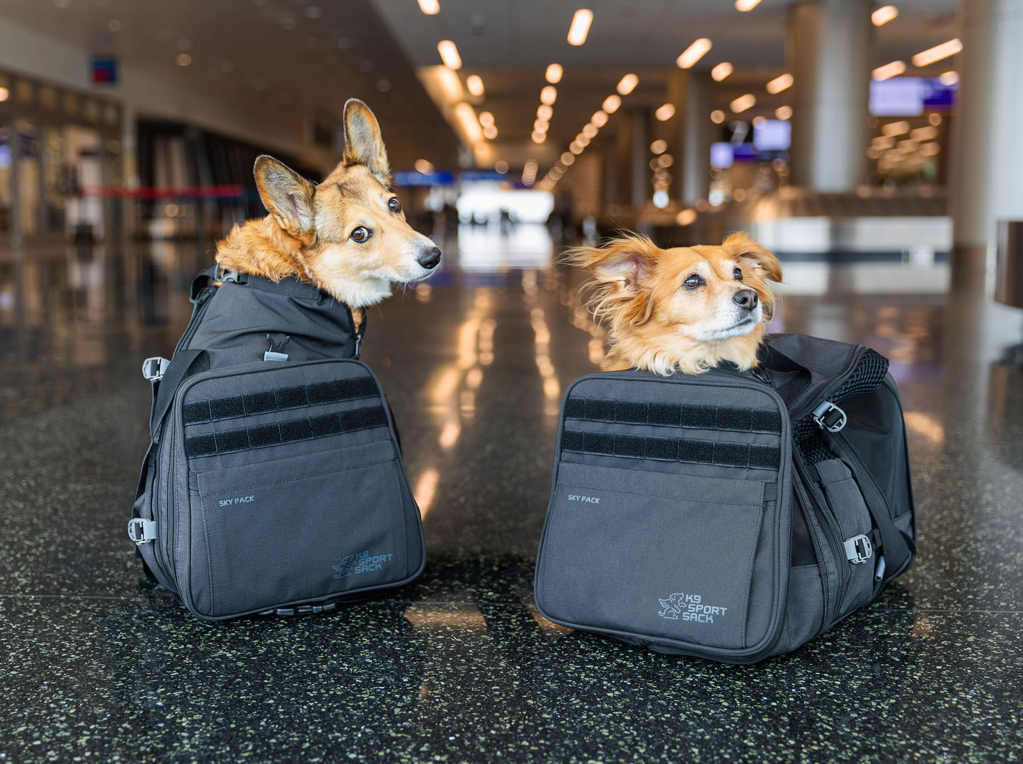K9 Sport Sack Carrier Backpack for dogs featuring two dogs comfortably seated inside
