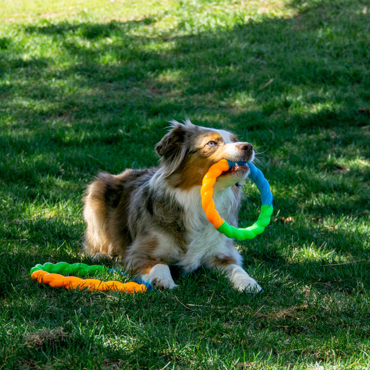 KONG Twistz High-Viz Ring Glow-In-Dark Fetch Dog Toy 👑