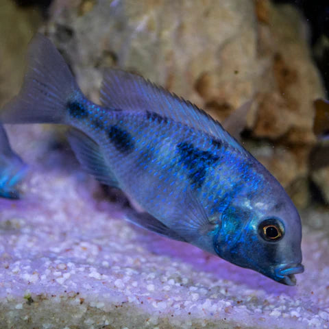 Blue Dolphin Hap Cichlid (Cyrtocara moorii)