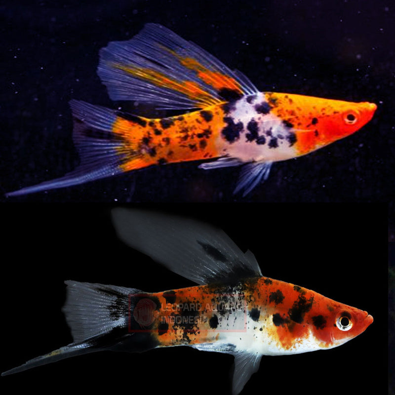 Tri-Color swordtails Large