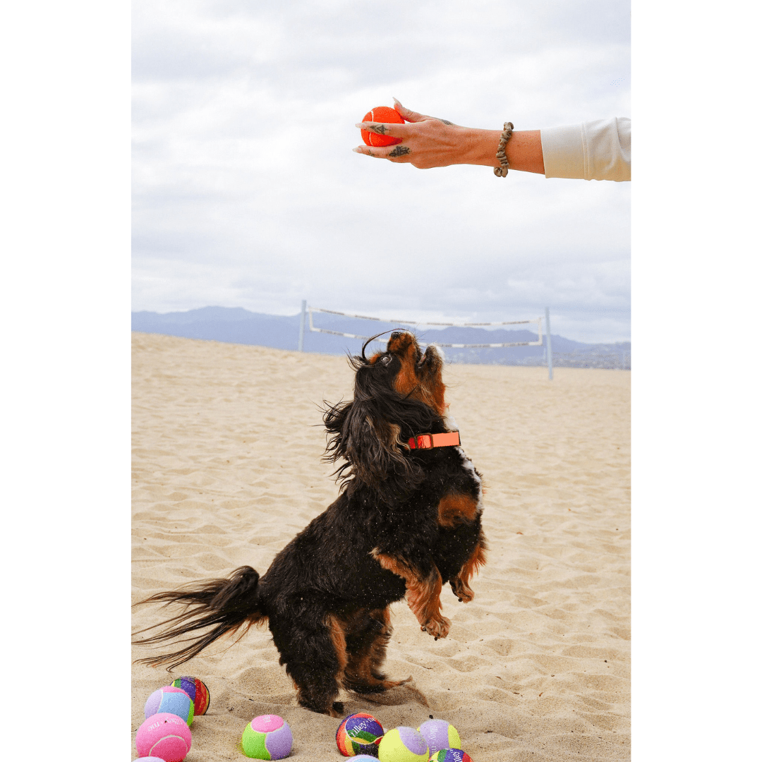Tennis Ball for Dogs - Purrfect Pet Kingdom