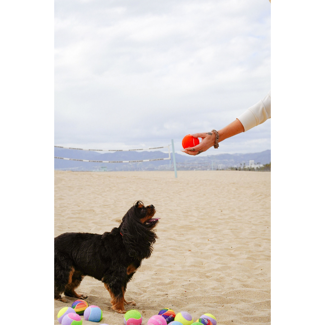 Tennis Ball for Dogs - Purrfect Pet Kingdom