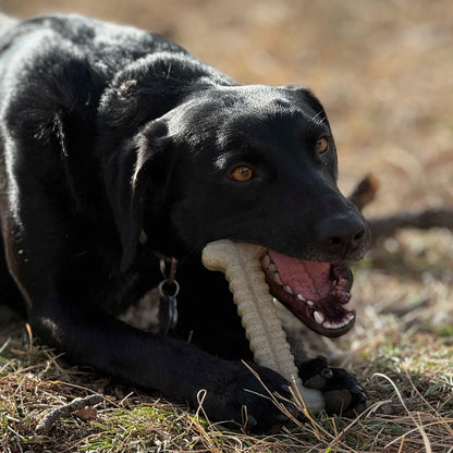 Black dog chewing a tan, textured nylon SodaPup Tough Bone outdoors. An ultra-durable dog chew toy.