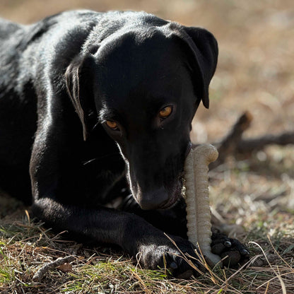 Black dog chewing on a textured, cream-colored SodaPup Tough Bone durable nylon toy in an outdoor setting.